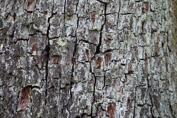 Baumstamm / Rinde Textur