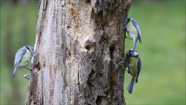 Blaumeisen auf Futtersuche