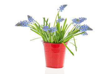 Bouquet Blue grape hyacinths