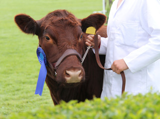 A Champion Lincoln Red Prize Winning Cow.