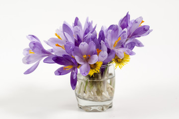 crocuses