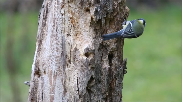 Kohlmeisen und Blaumeisen