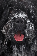 Muzzle large shaggy black terrier