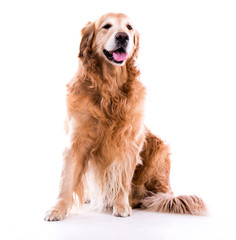 Beautiful dog golden retriever sitting down