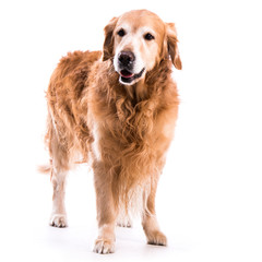 Golden retriever dog posing in studio