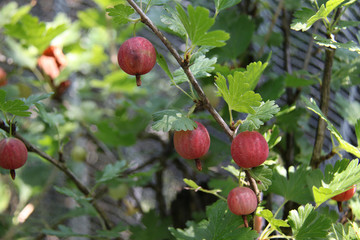 Groseilles &agrave; maquereaux