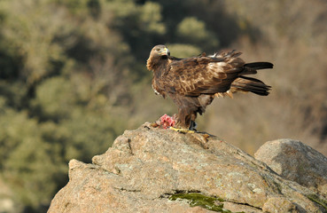 Aguila real adulta con una presa en la roca
