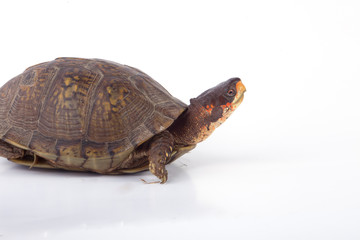 Box Turtle