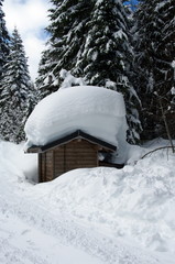 chemin forestier en montagne