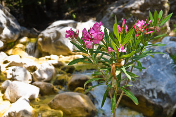 Flora of Samaria gorge, island of Crete