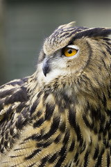 Eurasian Eagle Owl Head Shot