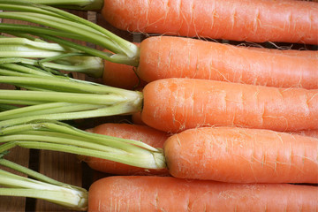 Carrots freshly picked and washed