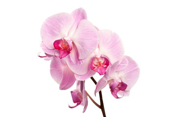 Naklejka na ściany i meble Beautiful pink orchid flowers isolated on white