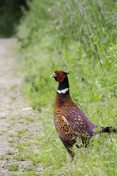 Pheasant Appearing From Undergrowth