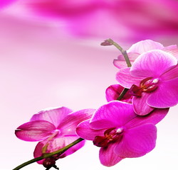 Pink Orchid Flower