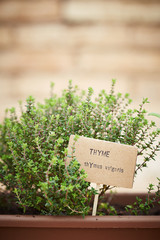 Thyme plant on urban garden