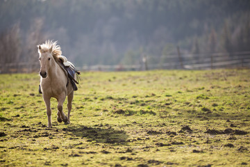 Fototapeta premium Beautiful, saddled horse galloping towards you