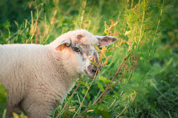 Small cute spotted baby lamb in height Grass