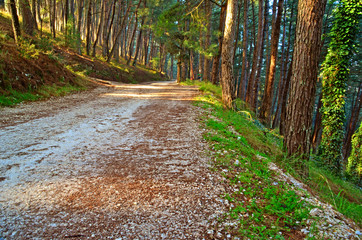 forest road