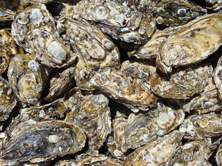 Fototapeta na wymiar Detailed oyster background