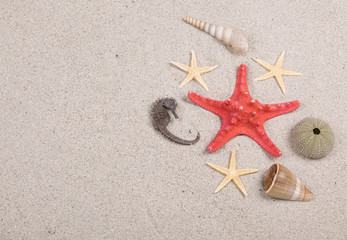 Fototapeta na wymiar starfish and shells on the beach, vacation memories