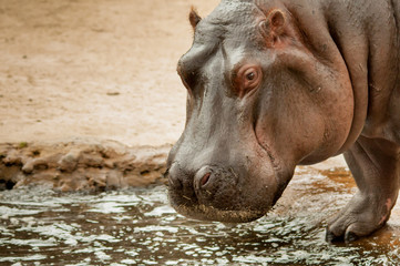 Hippopotamus by the pool
