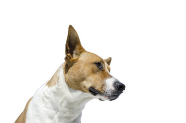 pit bull - collie mix dog