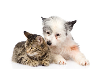 Fototapeta na wymiar cat and dog lying together. isolated on white background