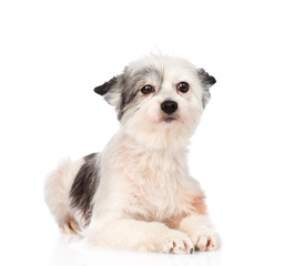 mixed breed dog looking at camera. isolated on white background