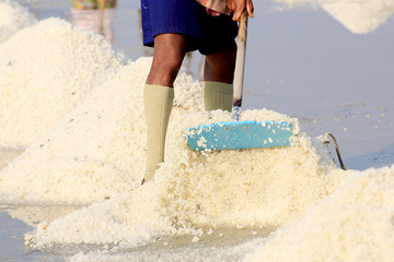 working in the salt field