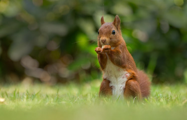 Red Squirrel