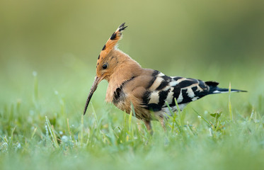 Hoopoe ( Upupa epops)