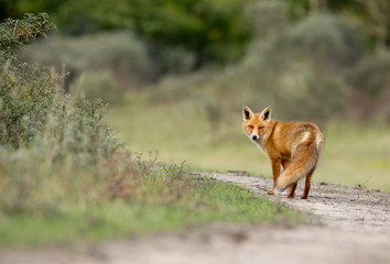 Red Fox