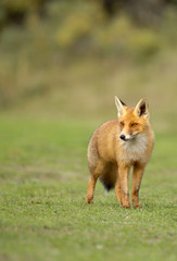 Red Fox