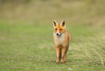 Red Fox