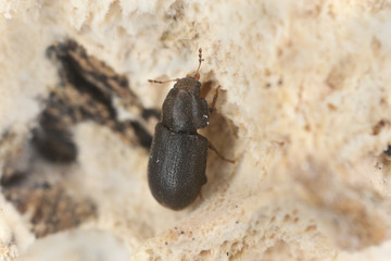 Minute tree fungus beetle, Cisidae on fungi, extreme close-up