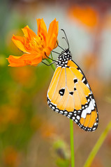 plain tiger butterfly on yellow flower