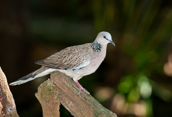The beautiful close up of Spotted dove