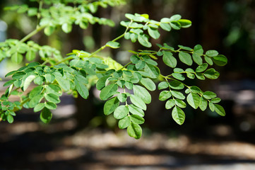 branches and leaves of moringa tree