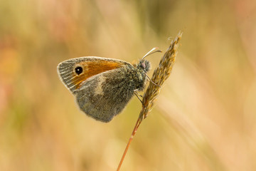 Small Heath pollinating
