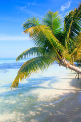 Tropical Sea Palm View