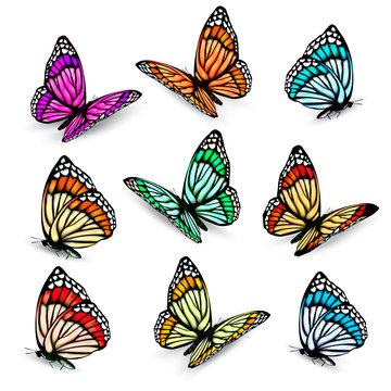 Set of realistic colorful vector butterflies.