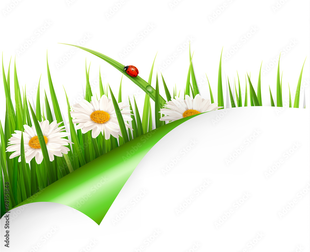 Poster spring background with flowers, grass and a ladybug. vector.