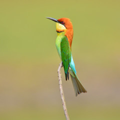 Bee eater Bird