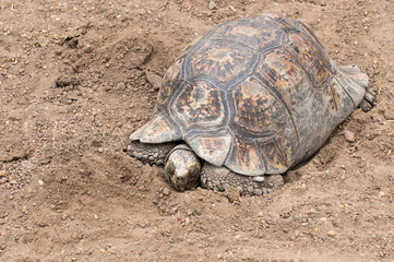 Tortoise sleeping