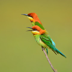 Bee eater Bird