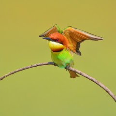 Bee eater Bird
