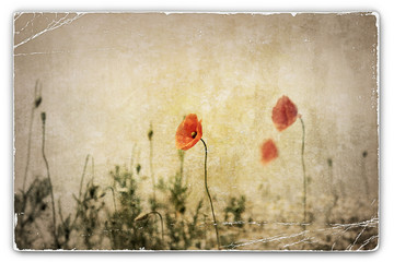 Vintage Photograph of Poppies in Field