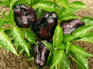 black sweet peppers top view