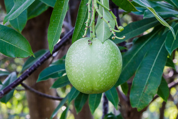 Fruit of suicide tree or pong pong.